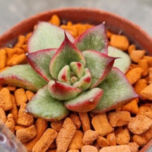 Echeveria "AGAVOIDES SPANE" variegated