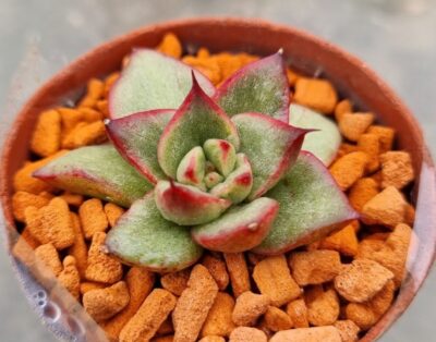 Echeveria "AGAVOIDES SPANE" variegated