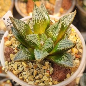 HAWORTHIA "SOFIA"