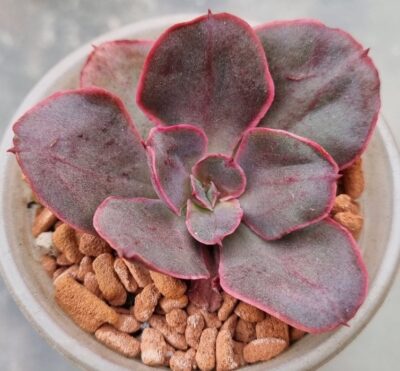 Echeveria "PAINTED FRILLS" - Зображення 2