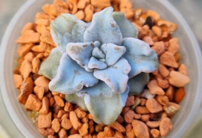 Echeveria "Crispate Beauty" - Зображення 2