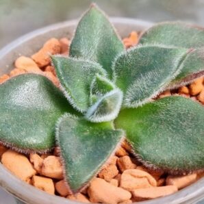 Echeveria "Giant Mexican Firecracker"