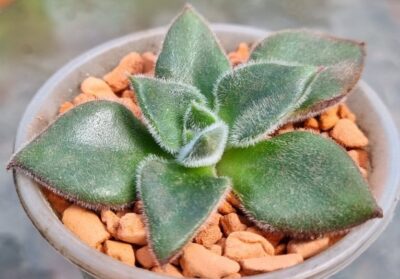 Echeveria "Giant Mexican Firecracker"