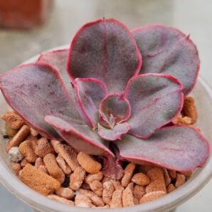 Echeveria "PAINTED FRILLS"