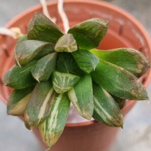 Haworthia "Obtusa" variegata