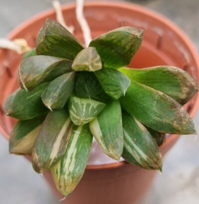 Haworthia "Obtusa" variegata