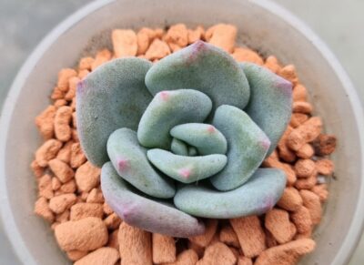 Echeveria "PINKY" - Зображення 2