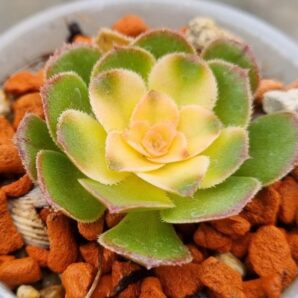 Aeonium "LUTEOVARIEGATUM" var.