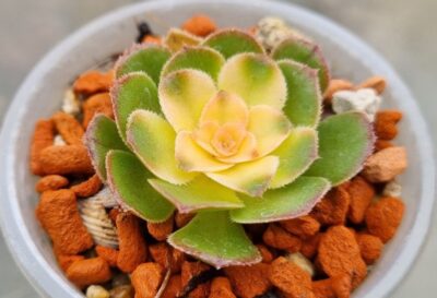 Aeonium "LUTEOVARIEGATUM" var.