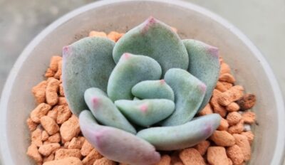 Echeveria "PINKY" - Зображення 3