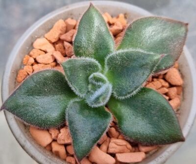 Echeveria "Giant Mexican Firecracker" - Зображення 2