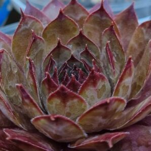 Sempervivum "COROLLA" | 97