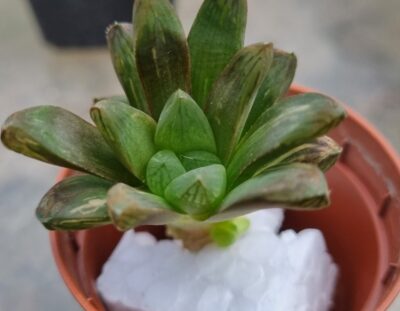 Haworthia "Obtusa" variegata - Зображення 5