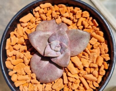 Graptoveria “BAINESII” variegata - Зображення 2