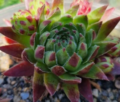 Sempervivum "JOVI RIKTA" - Зображення 2