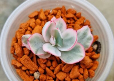 Echeveria "BERKELEY LIGHT" variegated - Зображення 2