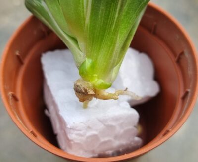 Haworthia "Obtusa" variegata - Зображення 3