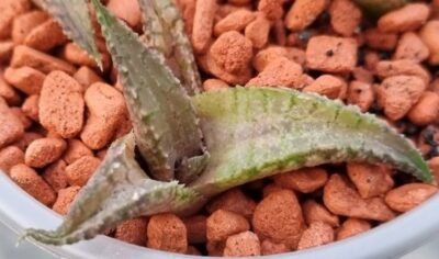 Haworthia tesselata "Namibia" - Зображення 2