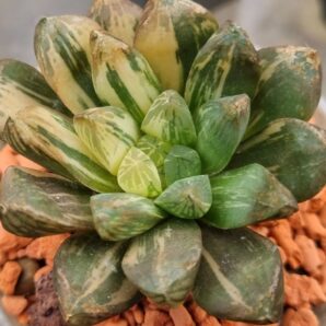 Haworthia "Obtusa" variegata