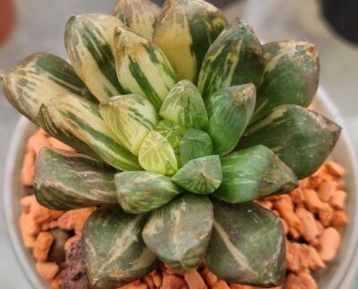 Haworthia "Obtusa" variegata