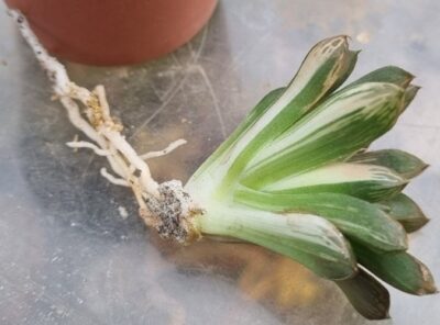 Haworthia "Obtusa" variegata - Зображення 4