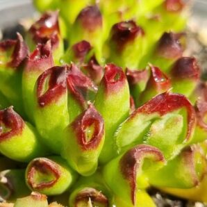 Sempervivum "Tectorum Oddity" | 112