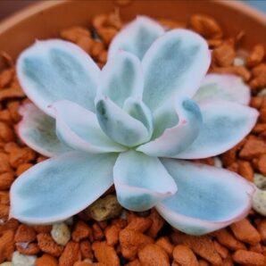 Echeveria "BERKELEY LIGHT" variegated