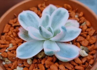 Echeveria "BERKELEY LIGHT" variegated