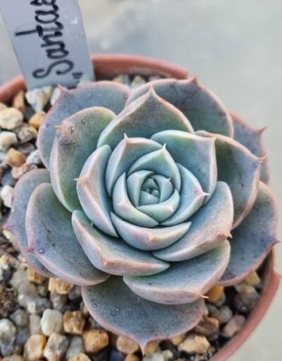 Echeveria "SANTARINA" - Зображення 2