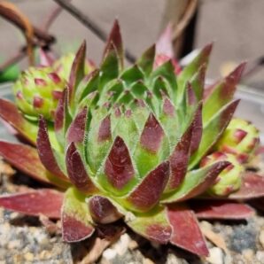 Sempervivum "JOVI RIKTA"