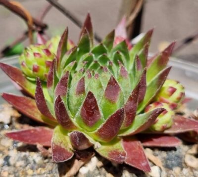 Sempervivum "JOVI RIKTA"