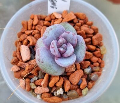Echeveria "GERMAN CHAMPAGNE" - Зображення 2