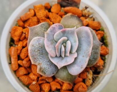 Echeveria "MARBLE" Var. - Зображення 2