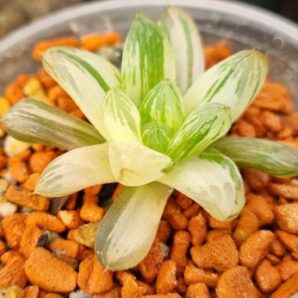 Haworthia obtusa "Himawarily" variegata