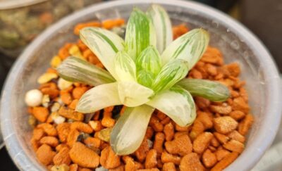 Haworthia obtusa "Himawarily" variegata