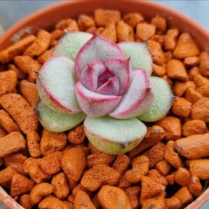 Echeveria "MIRINE"