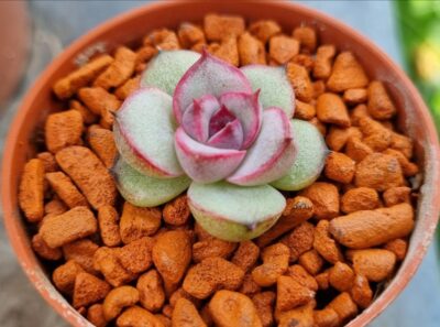 Echeveria "MIRINE"