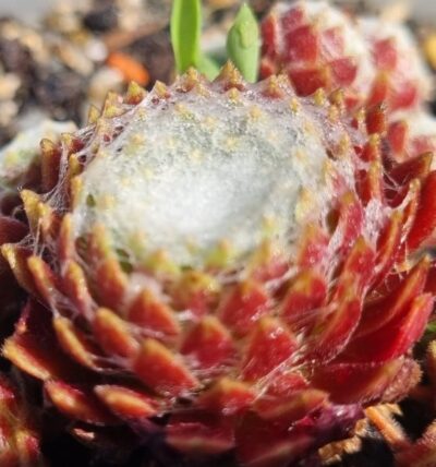 Sempervivum "CAFE AU LAIT" - Зображення 2