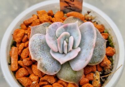 Echeveria "MARBLE" Var.