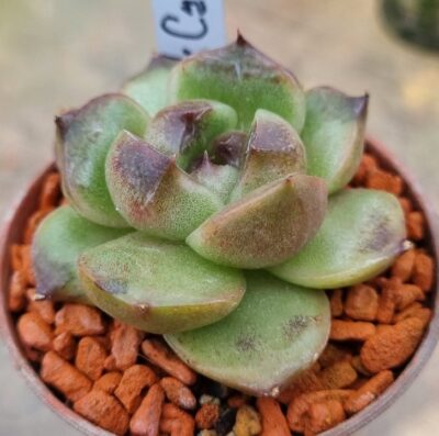 Echeveria "BLACK CRYSTAL"