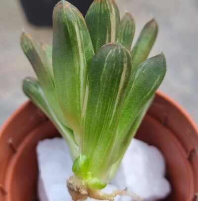 Haworthia "Obtusa" variegata - Зображення 4
