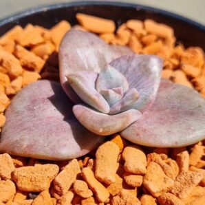 Graptoveria “BAINESII” variegata