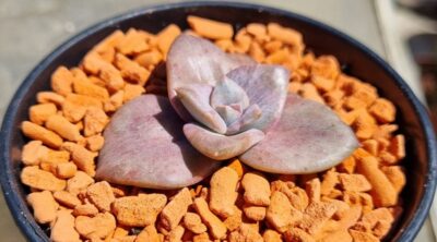 Graptoveria “BAINESII” variegata