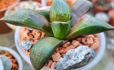 HAWORTHIA "PIGMAEA X COMPTONIANA" - Зображення 2