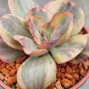 Echeveria "SUYON" Variegata