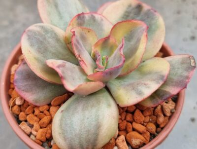 Echeveria "SUYON" Variegata