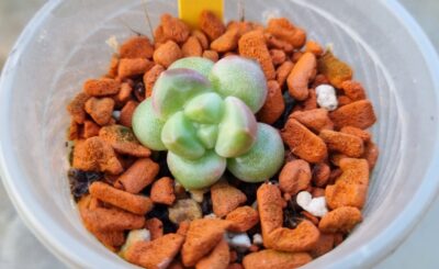 Echeveria "TIVOLI" - Зображення 2