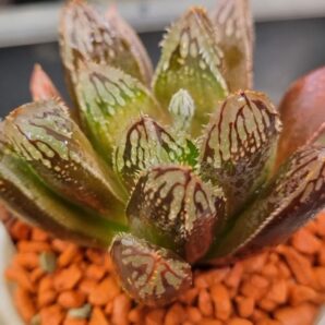 Haworthia "Hakuteijyo" hybrid