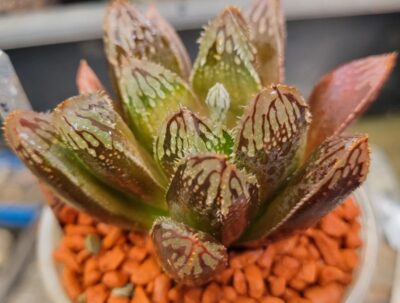 Haworthia "Hakuteijyo" hybrid