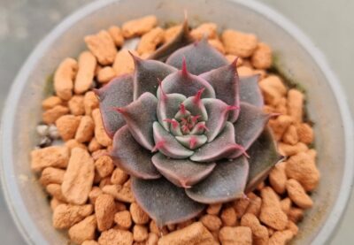 Echeveria "SILVER STAR" - Зображення 2